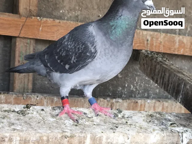 سلام عليكم طيره كويتيه موديل 22 طيره مفوله الله شاهد وشرط تبيض