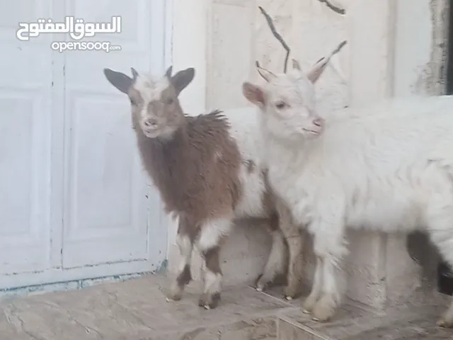 مقزم ذكر وانثى نخب