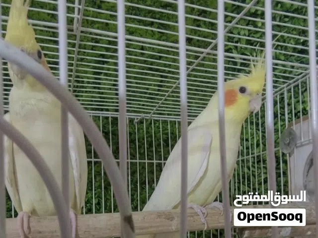 كوكتيل اصفر ...الوصف