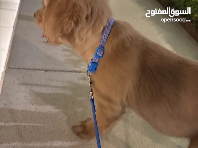 جولدن ريتريفر