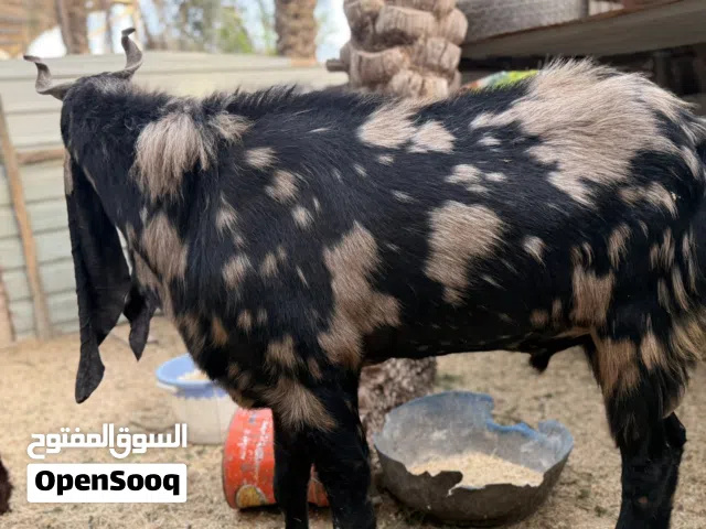 صخل نمري فول ذان 60 سم  كرن ملكي جرجر فحل شرط لكراع