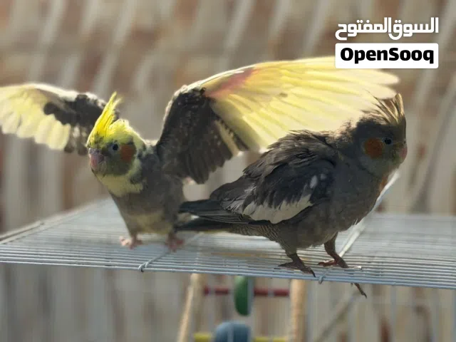 السلام عليكم افراخ كوكتيل عمر شهر ونص جاي يالكطن