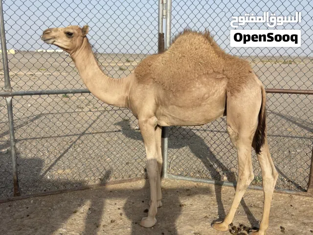 قعود حوار تحت امه عمره 8 شهور للبيع