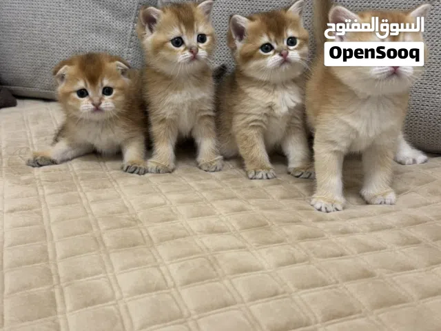 Scotch fold- straight NY12 / قطط سكوتش فولد -ستريت