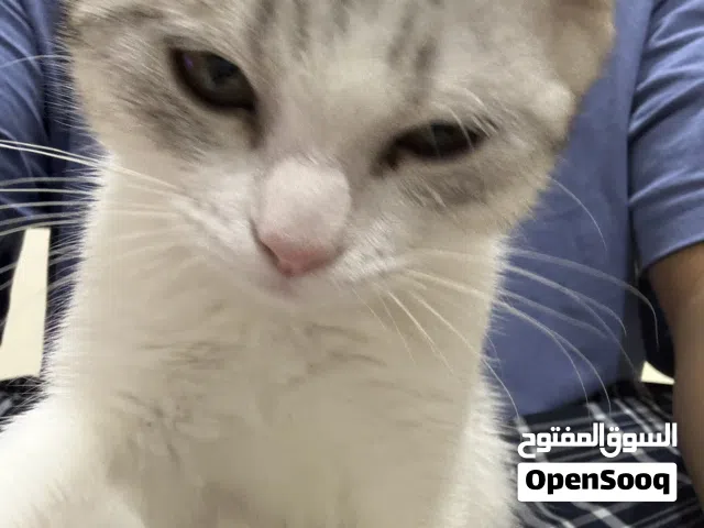 Male Kitten Mix of Turkish Angora and Scottish Fold (price is negotiable)