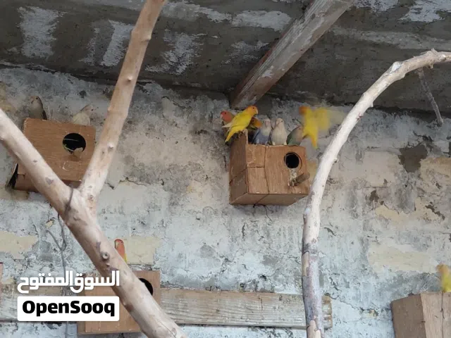 عصافير بركاديلو للبيع جمله