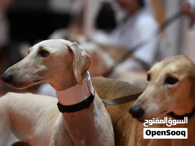 مطلوب سلق عربي