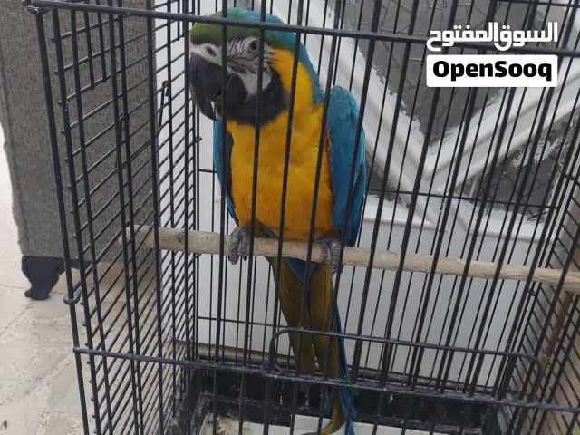 ذكر مكاو بلو اند قولد