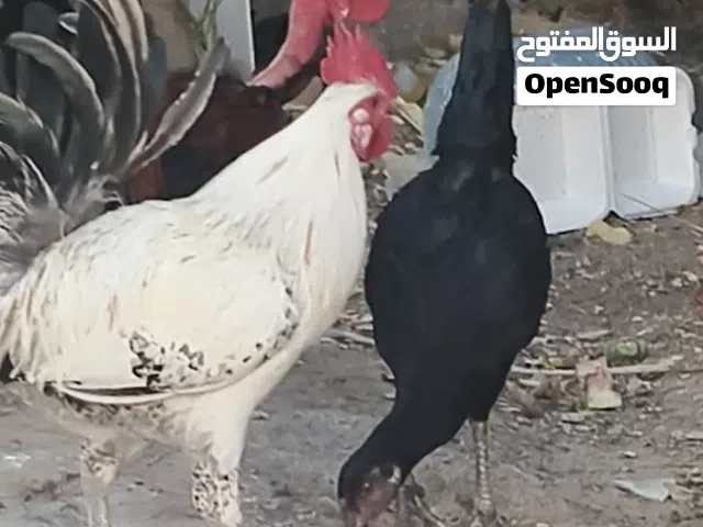 دجاج للبيع ابي الخصيب