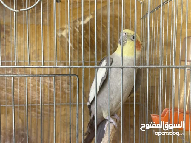 كوكتيل ذكر للبيع
