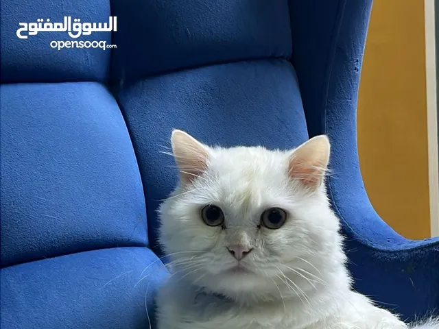 للتبني قط وليس البيع