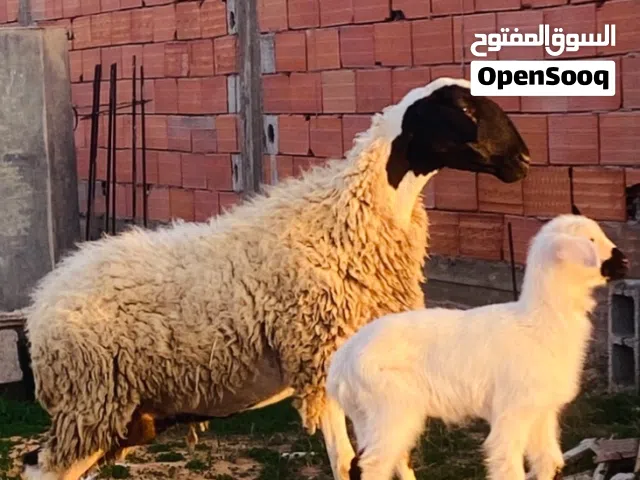 نعجه لي البيع