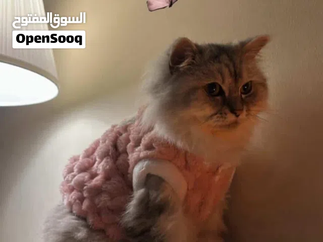 لوسي للتبني