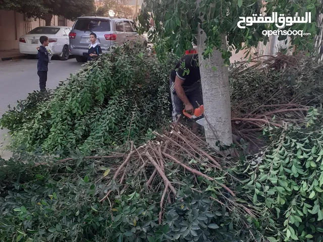 يوجد لدينا خدمة قص وتنظيف الاشجار والنخل بالمنشار البنزين داخل طرابلس مع تنظيف الحداءق والجنانات