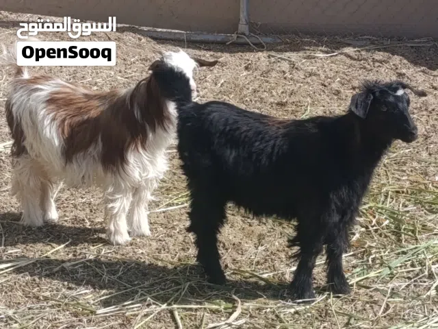 ذبايح سخلات سمان