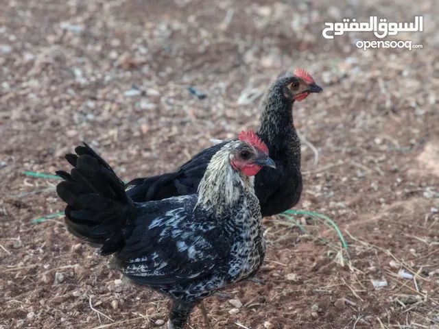 10 ديوك 25 دينار عمر 4_5شهور عين الباشا/سلحوب