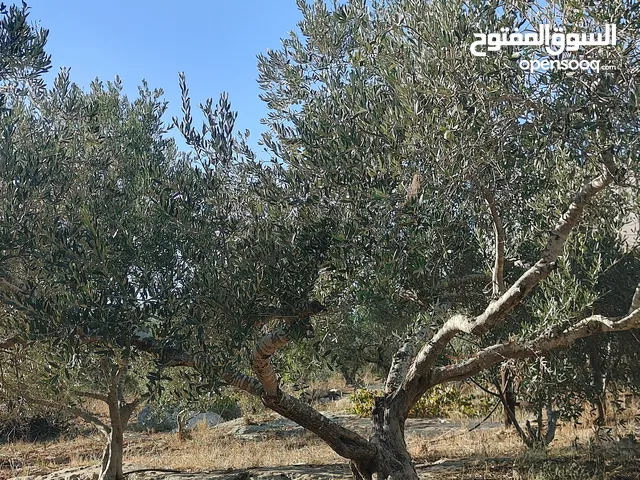 ارض للبيع في زبوبا طريق المطلة