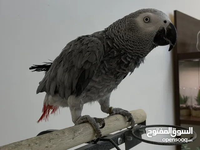 للبيع كاسكو وقفص كبير الكاسكو عمره سنتين ، يتكلم و لعوب ومرح