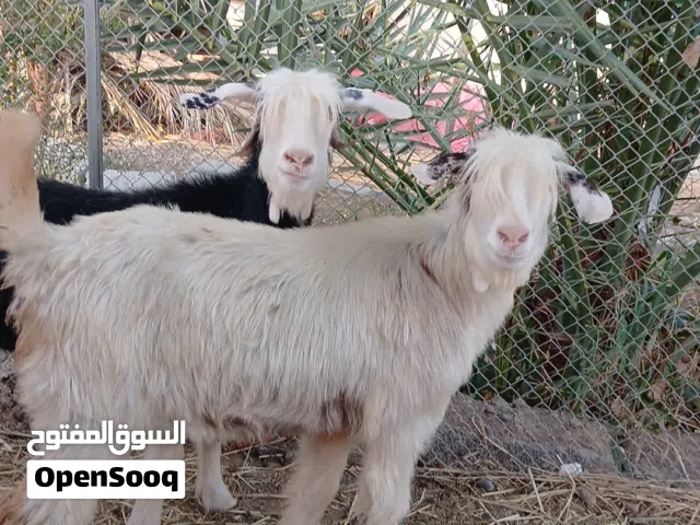 للبيع شوهات من حلال الرحبي حلال نظيف مايشكي من شي الوصف مهم  الشوهات عشر