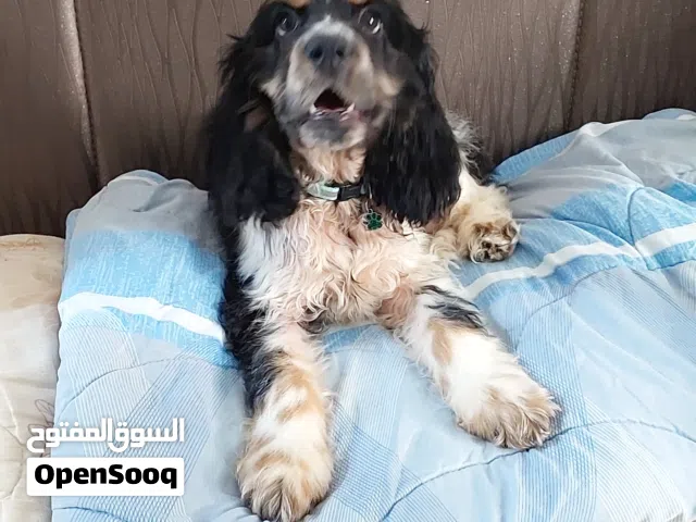 Spaniel Cocker