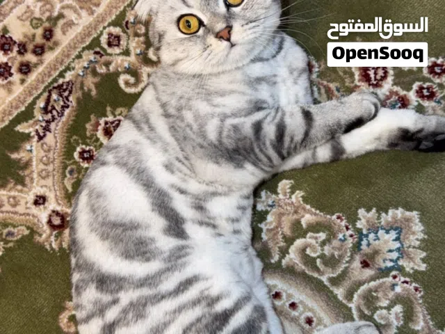 للبيع قطوه سكوتش فولد