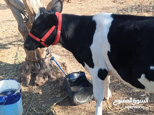 عجله سوبر بصلاه على النبي