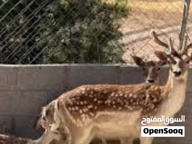 غزلان هولندي فلوردي نخب اول