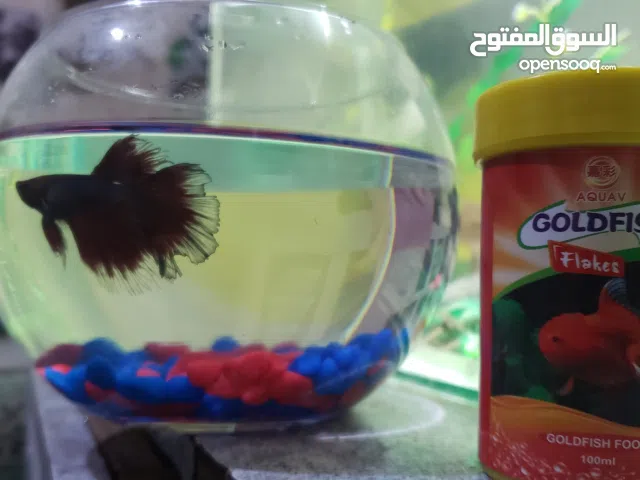 اسماك فايتر مع حوض واكل وزينه