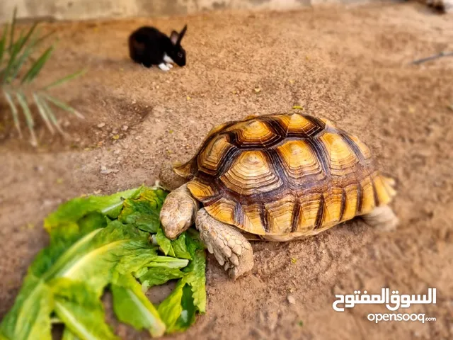 Turtle / Tortoise African for Sale