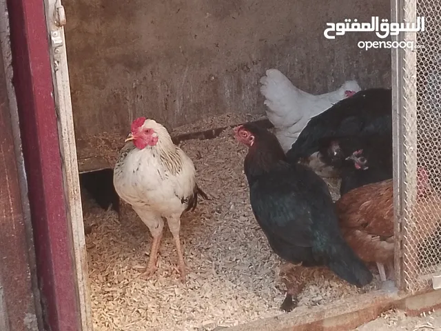 دجاج باكستاني