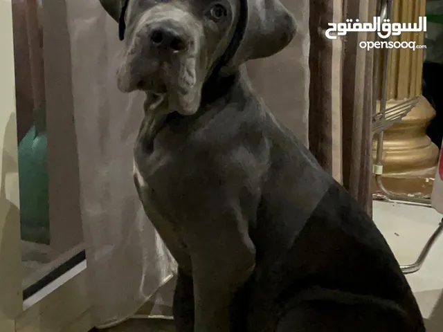 Cane Corso- Puppy- 4.5 months