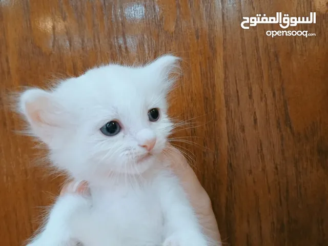قطط كتن مكس للبيع