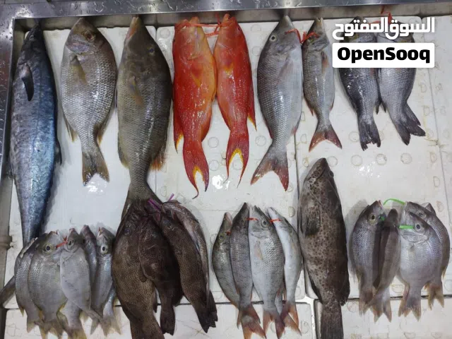 سالمون فرش وسمك طازج