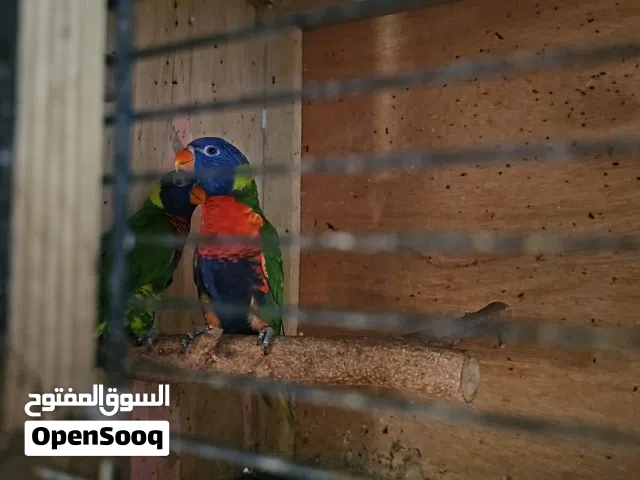 Healthy Rainbow Lorry Pair