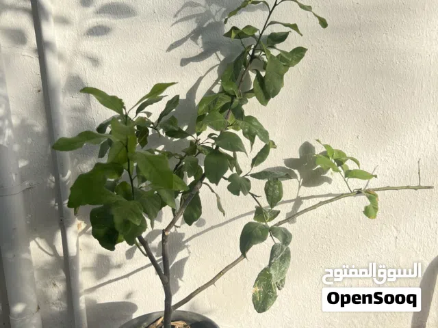 شتلات ليمون سوري مثمر / ترقيد هوائي