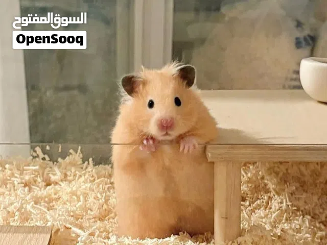 هامستر كيوت