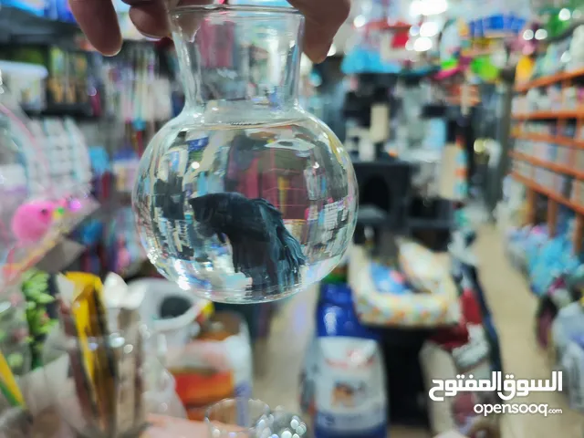 سمك فايتر ما شاء الله تبارك الله تابع الريلز لتشوف الجمال الحقيقي