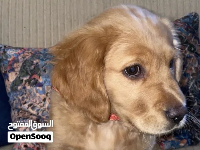 Golden Retriever for sale 2 month