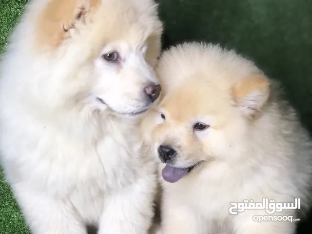 puppies Chow Chow