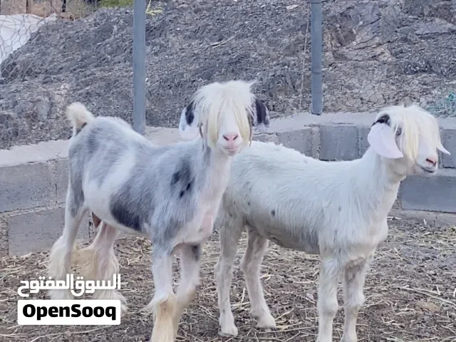 للبيع راسين من حلال الرحبي الاصيل نوادر