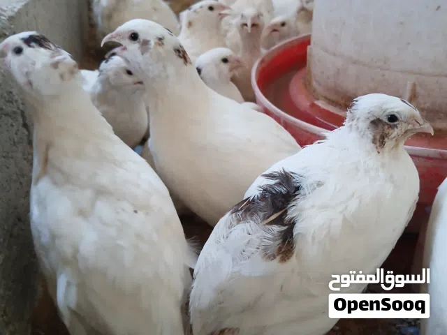 بيض تكساس مخصب