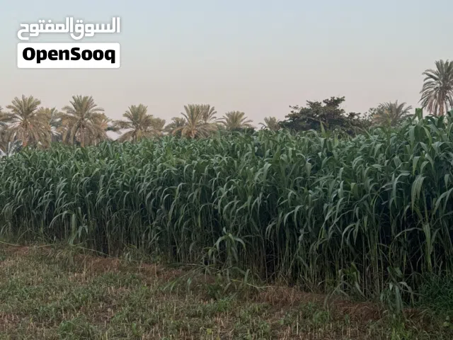 للبيع حريه عمانيه وفي هنديه متوفر كميه الاسعار تختلف العمانيه جلب كبار على 15 والهنديه الجلب اصغر