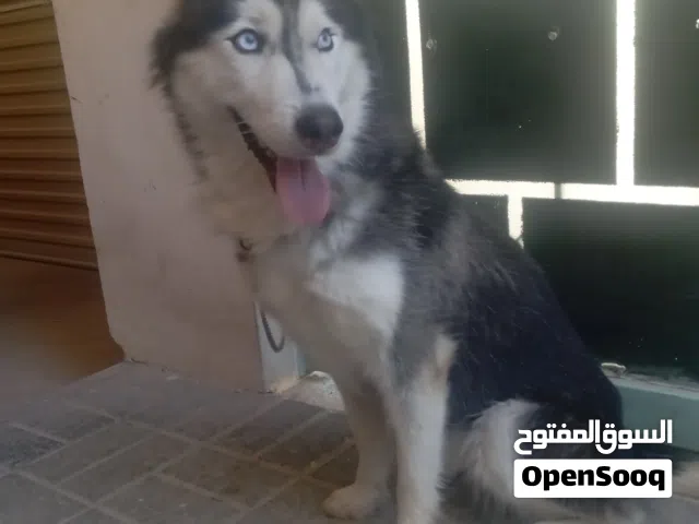 the dog is good in good condition and good very playful and is a female and 3 years old