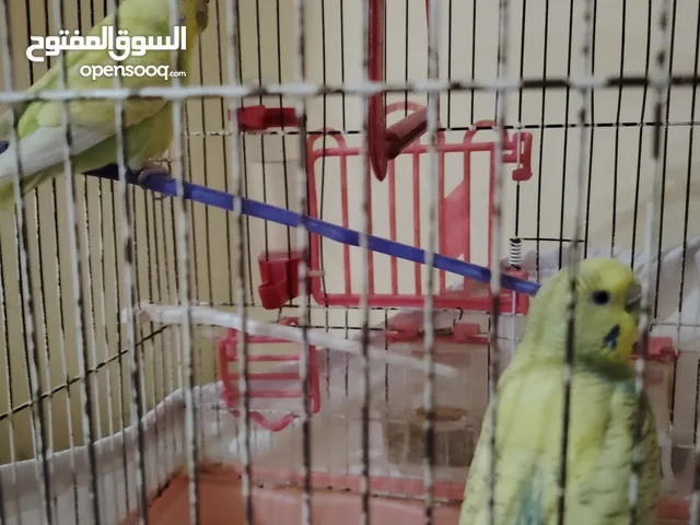 عصفير البيع الواحد 300 التنين 600