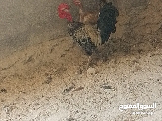 دجاج بلدي ابو رقيبه ودجاج لوهمان احمر وبياظ