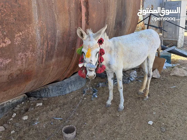 حمار غنم للبيع