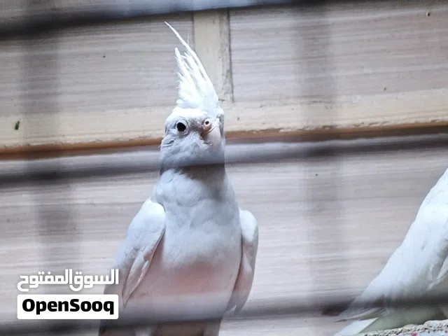 متاح كوكتيل البينو