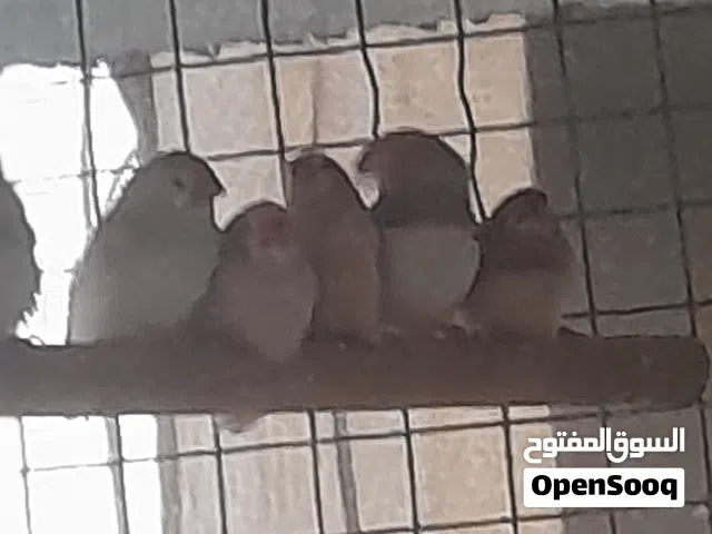 سلام عليكم متاح طيور فناجز سوبر جامبو الزوج  ولمخاليف الزوج  لشراي يدلل مال محميه الطيور