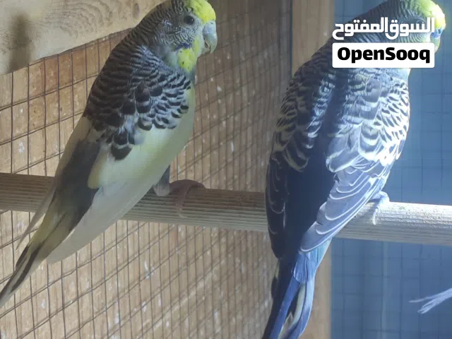 زوج طيور الحب أثنى شكري برصاصي وذكر نورمال موف كولدن فيس منتجات