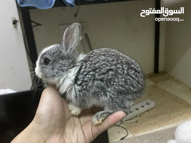 للبيع أرنب
